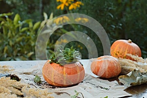 DIY pumpkin succulent planter for autumn garden decor.