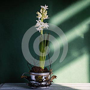 DIY spring flower arrangement. White hyacinth in old metal mug with moss, pine cone and branches on dark green background.