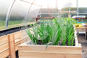 DIY wooden pallet with riased garden bed and growing green fresh organic homegrown scallions and vegetable sprouts