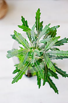 Dizygotheca elegantissima, also known as schefflera or aralia elegantissima.