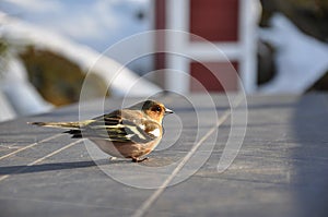 Dizzy Chaffinch photo