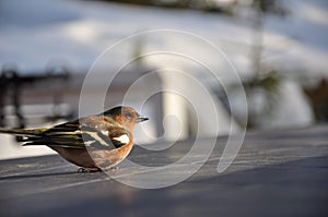 Dizzy Chaffinch photo