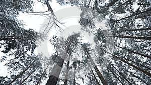 Dizzying view of winter trees. Media. Beautiful view from below of tree crowns in winter forest. Beautiful rotating view