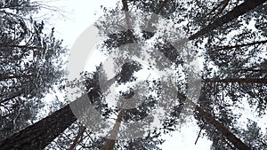 Dizzying view of winter trees. Media. Beautiful view from below of tree crowns in winter forest. Beautiful rotating view