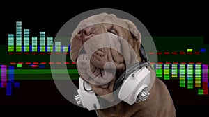 DJ french bulldog with headphones