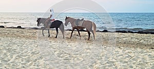 Arab rider leading a loose horse on the beach