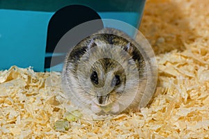 The Djungarian dwarf hamster is eating the green pea flakes near the blue plastic house in cage