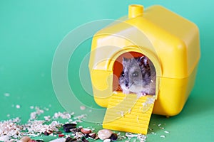 Djungarian dwarf hamster sitting inside its plastic house on green background