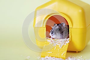 Djungarian dwarf hamster sitting inside its plastic house on yellow background