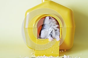 Djungarian dwarf hamster sitting inside its plastic house on yellow background