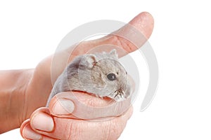 Djungarian hamster