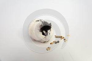 Djungarian hamster eating in sawdust on white background