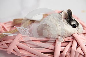 Djungarian hamster eating in sawdust on white background