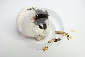 Djungarian hamster eating in sawdust on white background