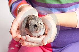 Djungarian hamster in girl hand