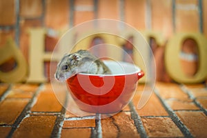Djungarian hamster image