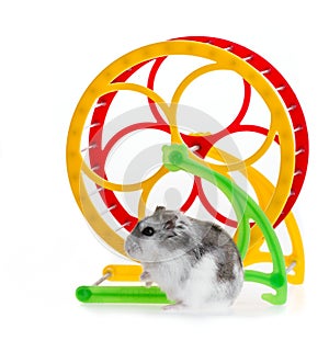 Djungarian hamster
