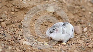 Djungarian hamster Phodopus sungorus looks for food on yellow sand