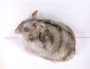 Djungarian hamster in sawdust on white background.