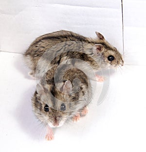 Djungarian hamster in sawdust on white background.