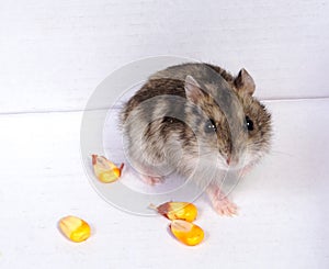 Djungarian hamster in sawdust on white background.