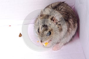 Djungarian hamster in sawdust on white background.