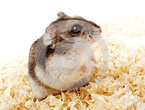 Djungarian hamster in sawdust