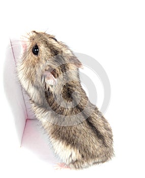 Djungarian hamster in sawdust on white background.