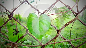 DLEAVES LOVE, Green heart leaf, nature background