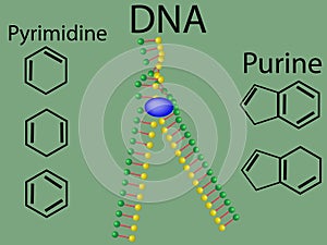 DNA