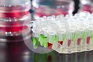 DNA amplification by PCR