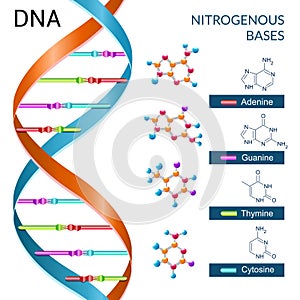 Dna Bases Poster