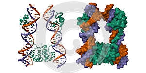 DNA-binding domain of human SETMAR in complex with Hsmar1 terminal inverted repeat (TIR) DNA