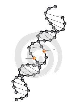 DNA break - vector