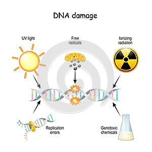 DNA damage  Aging process, Cell Apoptosis and cancer development