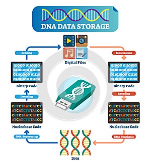 DNA data storage infographic vector illustration. Explained technology.