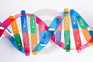 DNA or Deoxyribonucleic acid is a double helix chains structure formed by base pairs attached to a sugar phosphate backbone