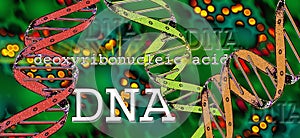 DNA - Deoxyribonucleic Acid photo