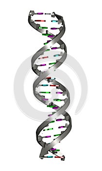 DNA Double Helix