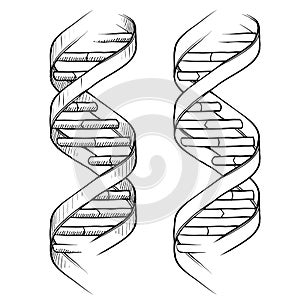 DNA Double helix drawing