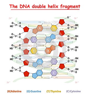 DNA double helix fragment structure: Nucleotide, Phosphate, Sugar, and bases. DNA education info graphic. photo