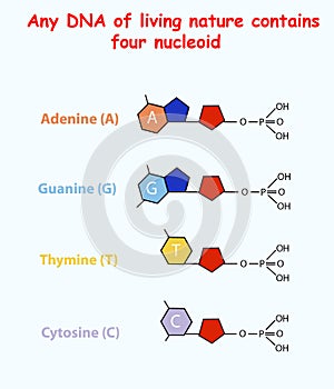 DNA of living nature contains four nucleoid. Adenine, guanine, thymine, cytosine. Vector info graphic