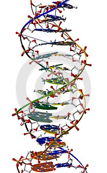 DNA macromolecule