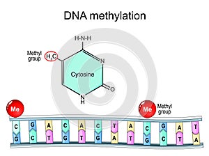 DNA methylation