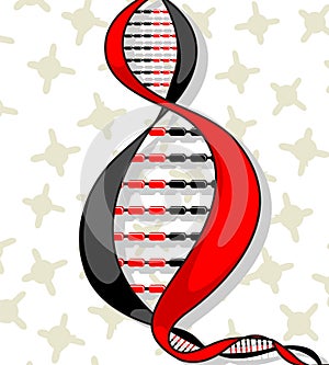 DNA model