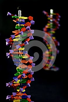 DNA models