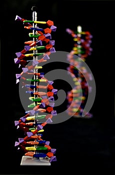 DNA models