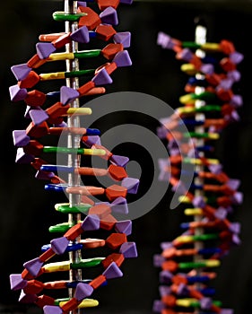 DNA models