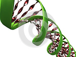 DNA molecule