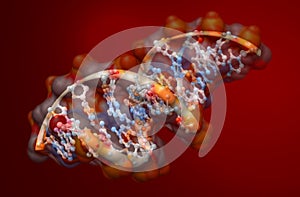 DNA molecule